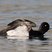 Lesser Scaup
